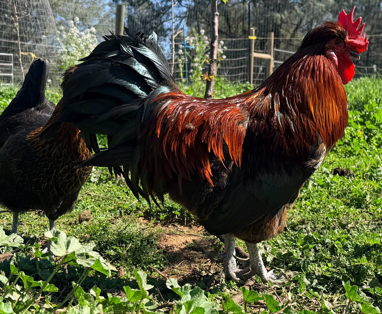 Shetland Hatching Eggs (6) from TBHFarm