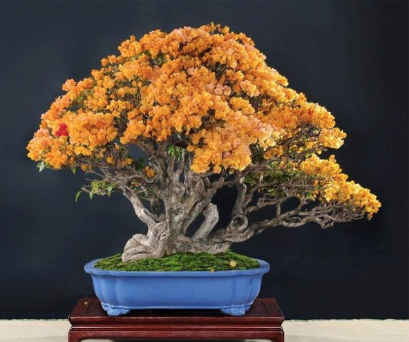 LIVE PLANT 1ft Brya ebenus - Jamaica rain tree - cocus wood pre-bonsai tree
