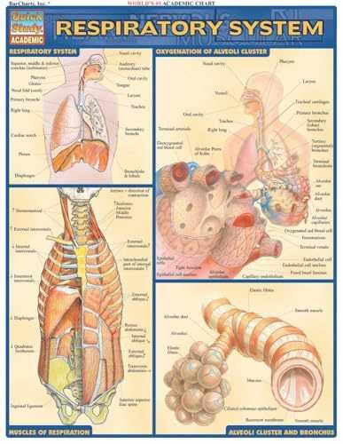 Respiratory System (Quick Study: - Pamphlet, by BarCharts Inc. - Very Good