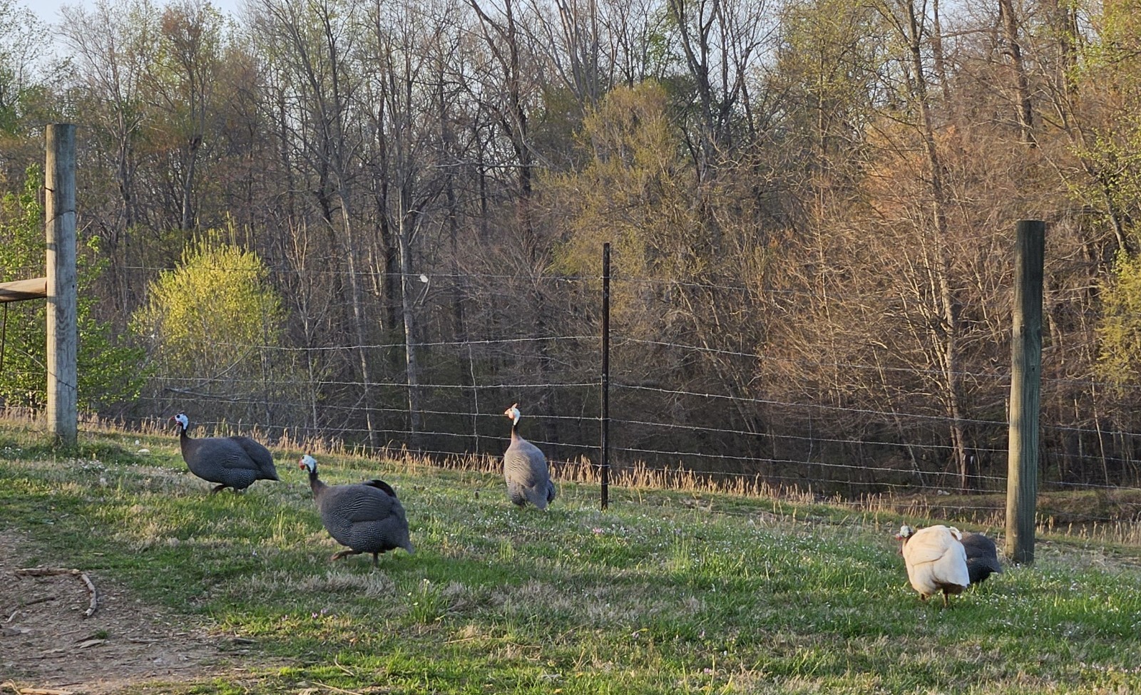 12 Guinea Fowl Hatching Eggs
