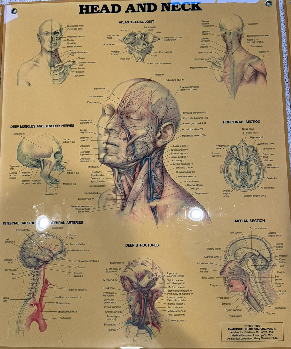 Lot of 7, 1987 Anatomical Chart Co. Original Posters Head Neck Spine Foot Hand