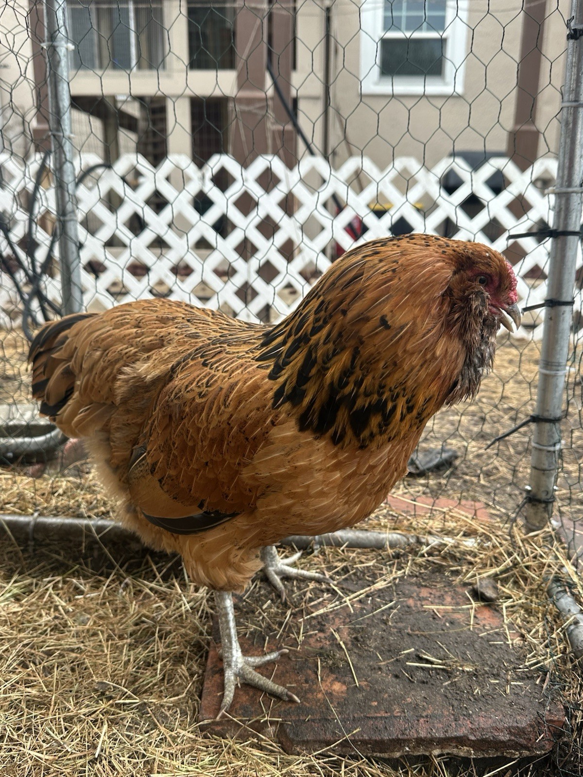 16+ Breeds Chicken Fertile Hatching Eggs, (12) 🐣 fertilized hatching eggs ❤️