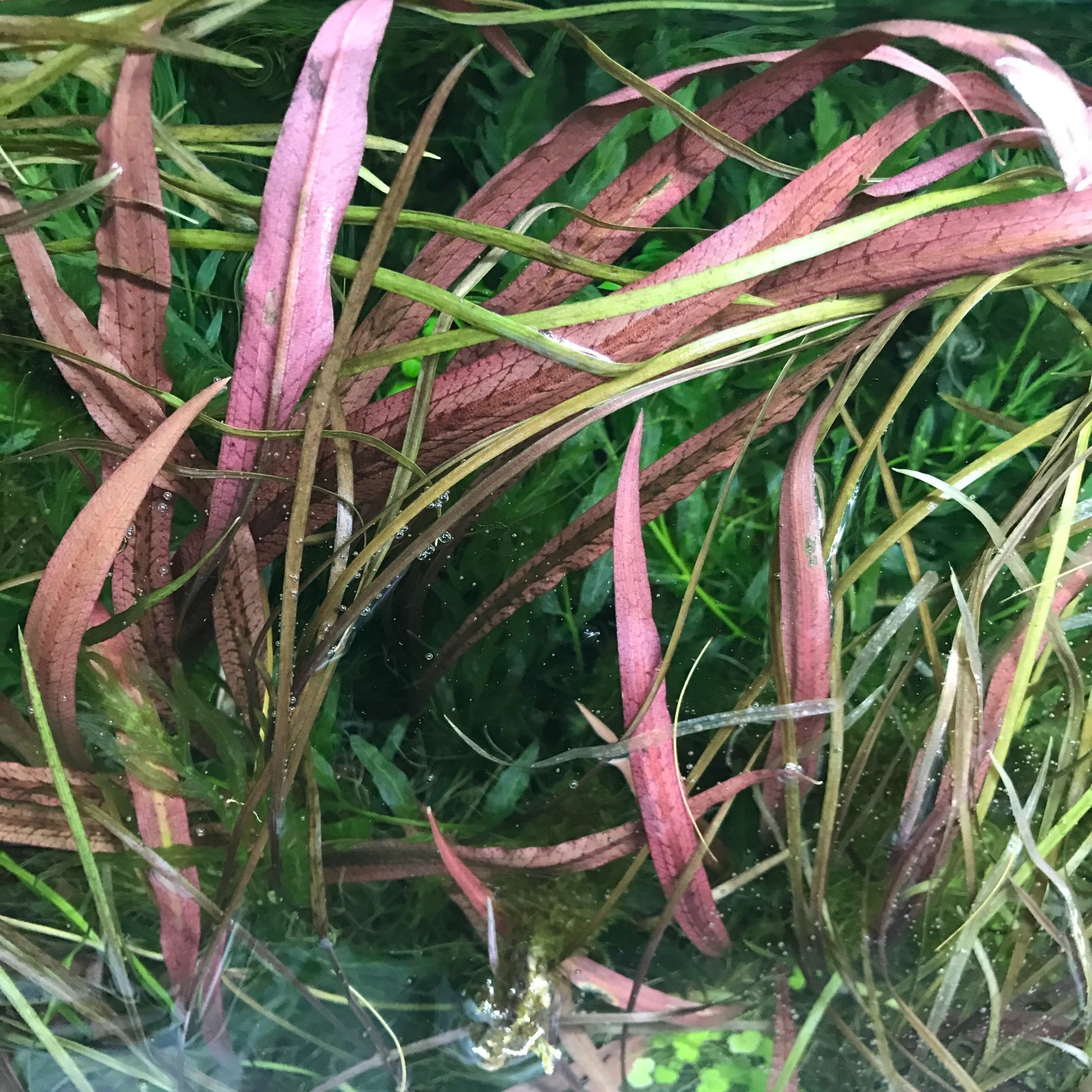 Cryptocoryne spiralis 'red' - Rare Aquatic Plants (5-8 in)