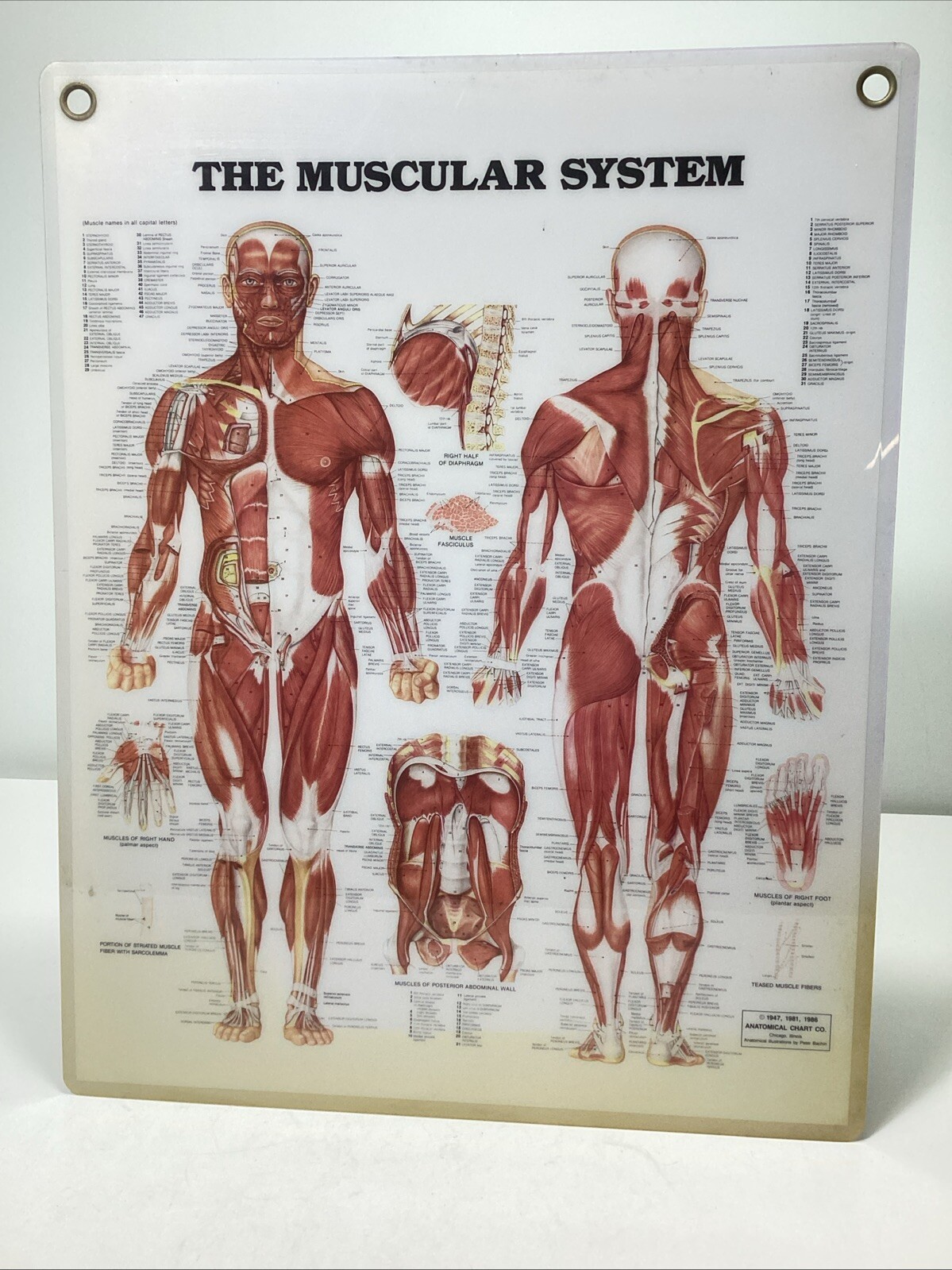 Vintage Laminated Human Muscular System Anatomical Chart - Peter Bachin
