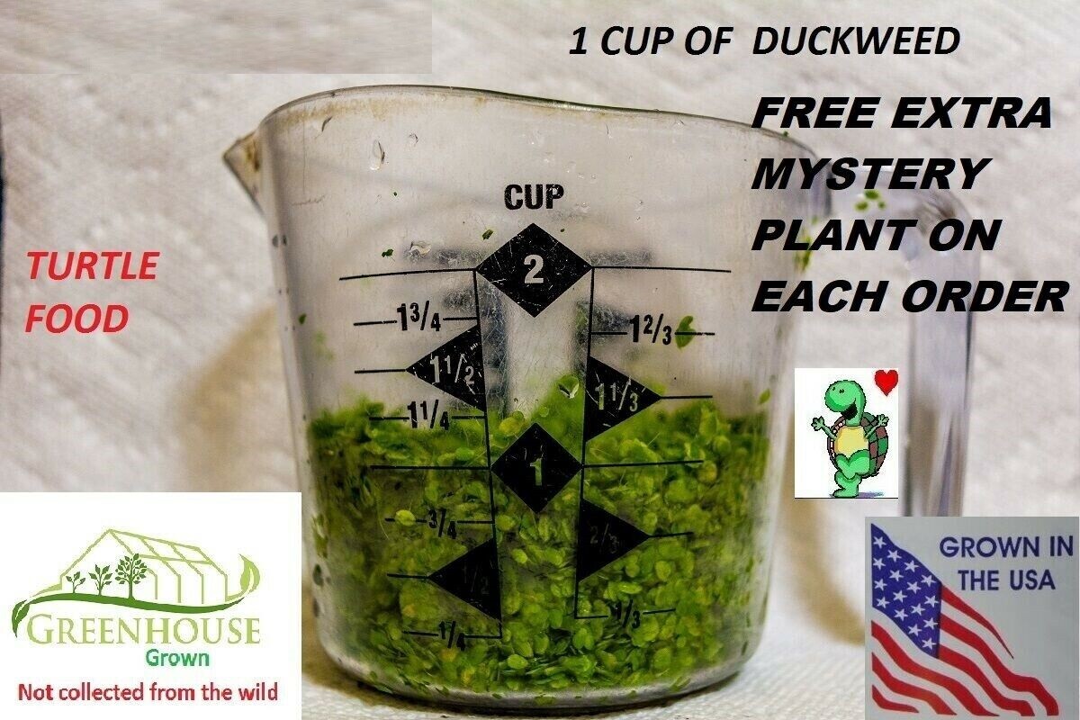 1 cup duckweed  live plants Turtle Herp food Organic no chemicals tank raised