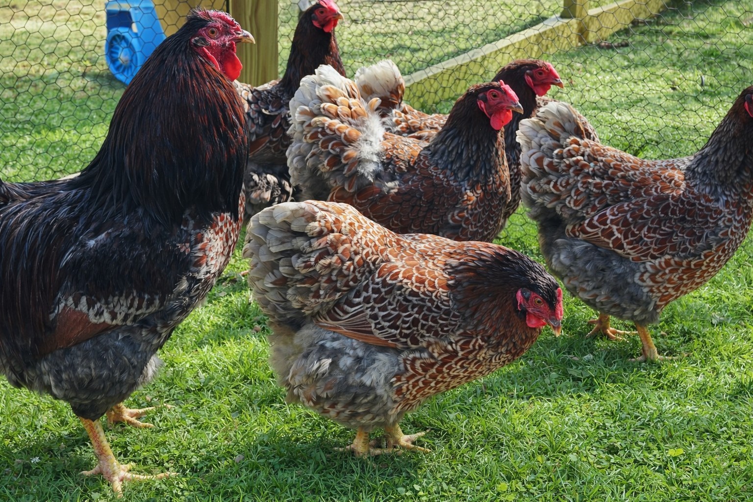 6 Farm Fresh Hatching Eggs Fancy BLUE LACED RED WYANDOTTE!