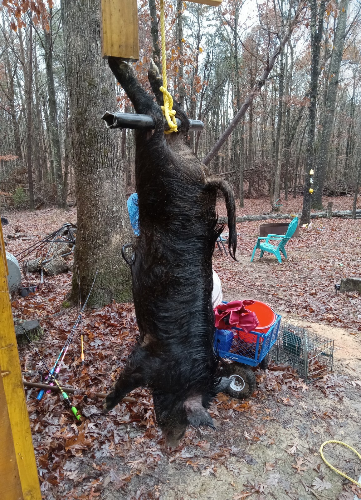 Ultimate Bear, Deer, and Wild hog Call Lure!