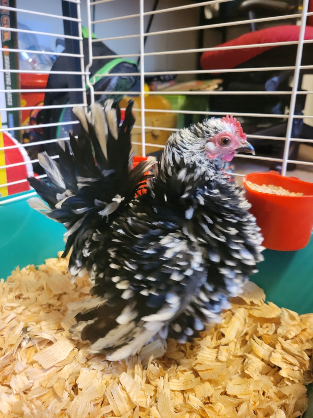 12+ Exchaquer Serama Hatching Eggs