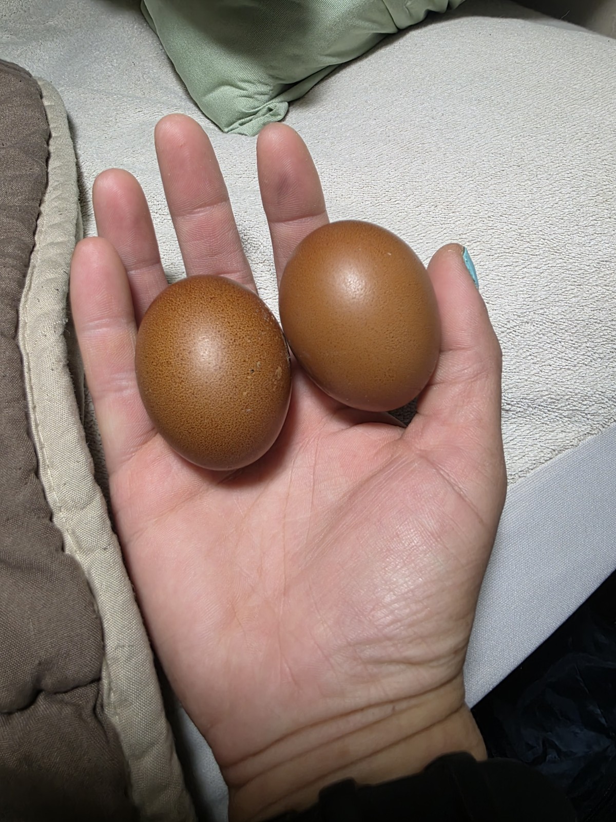 12+ *RARE* Dun Line Color Mudd Eggers! (Moss/Olive) Hatching Eggs!!