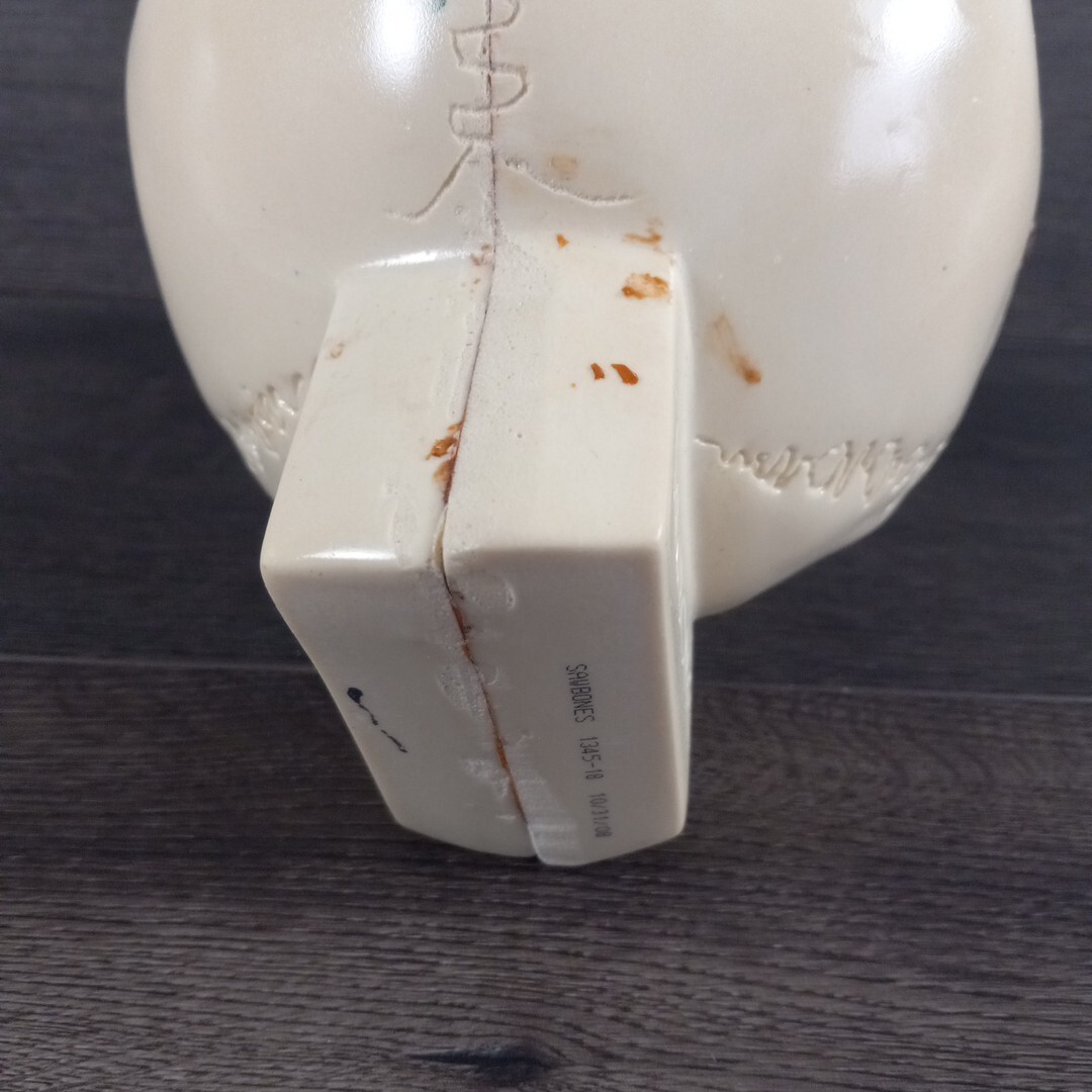 Vintage Sawbones Plastic Human Anatomy Skull