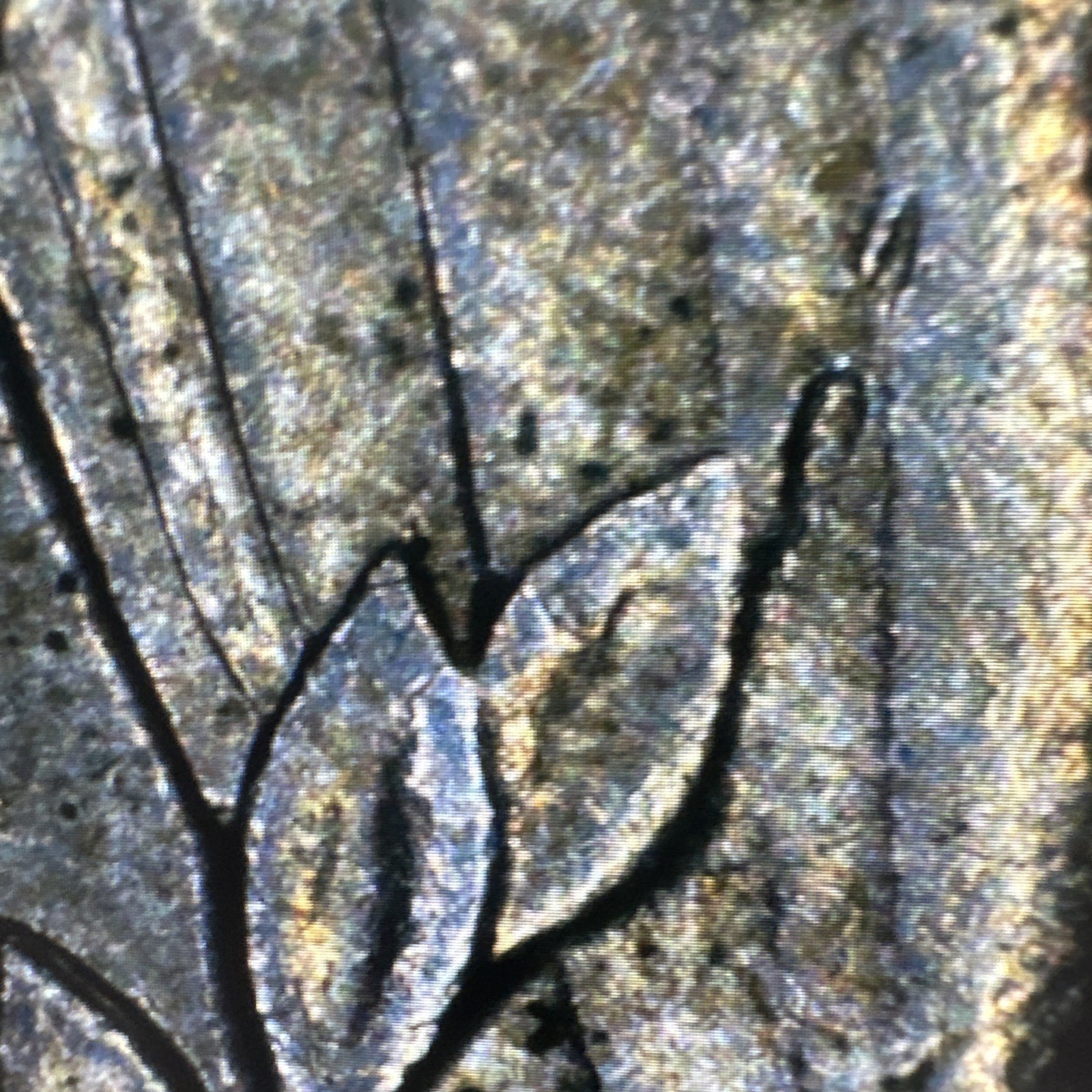 1994 P Error Quarter Double Die Repunched DDO (IN GOD WE TRUST)
