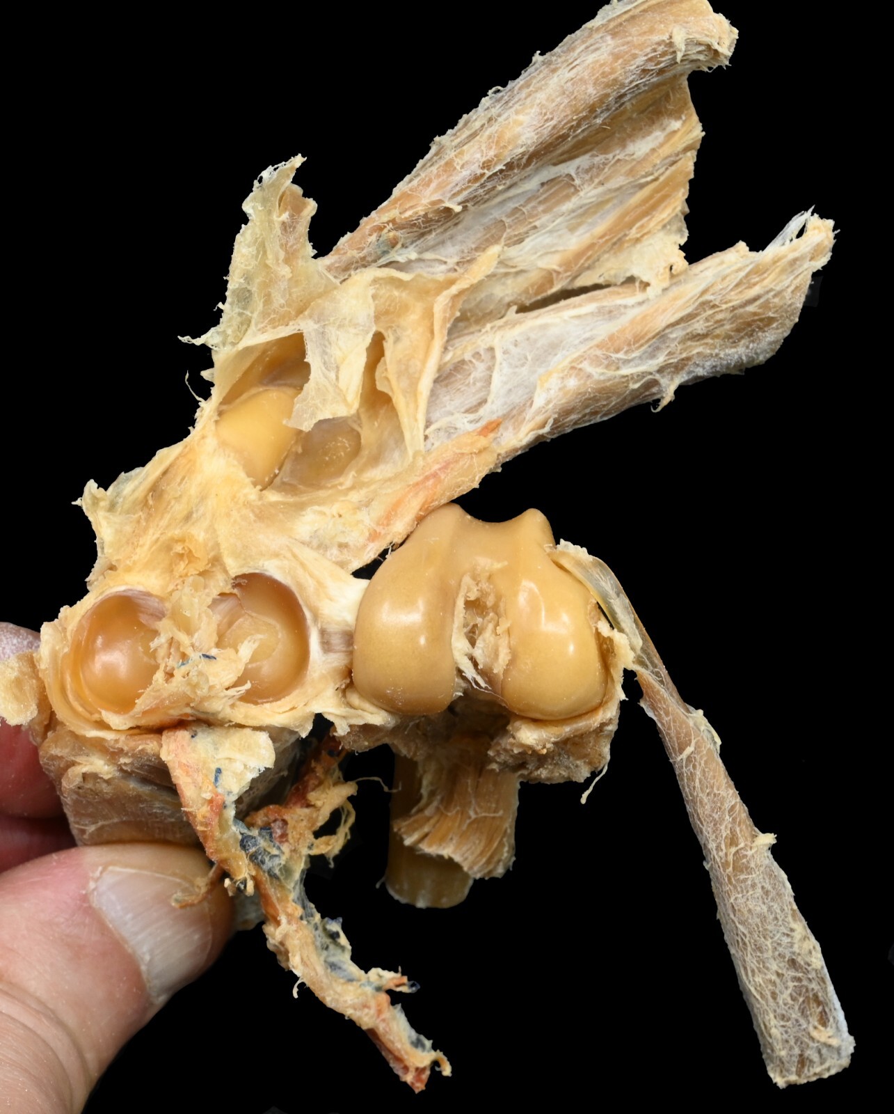 Plastinated Stifle Joint of a Dog. Preserved with Elnady Technique.