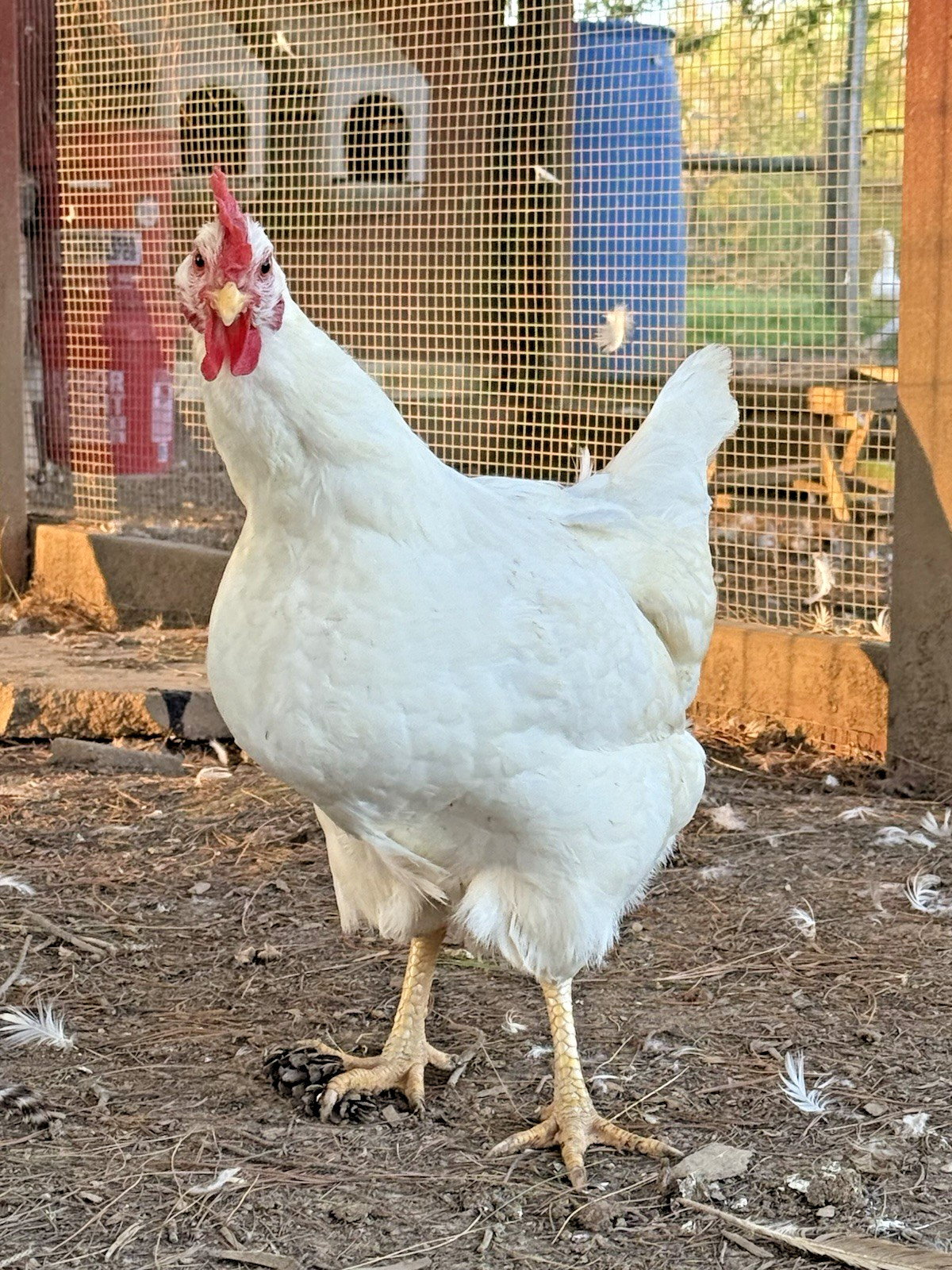 8++ Chicken Hatching Eggs ~Barnyard Mix~ Rainbow Egg Layers ~ Premium Breeds