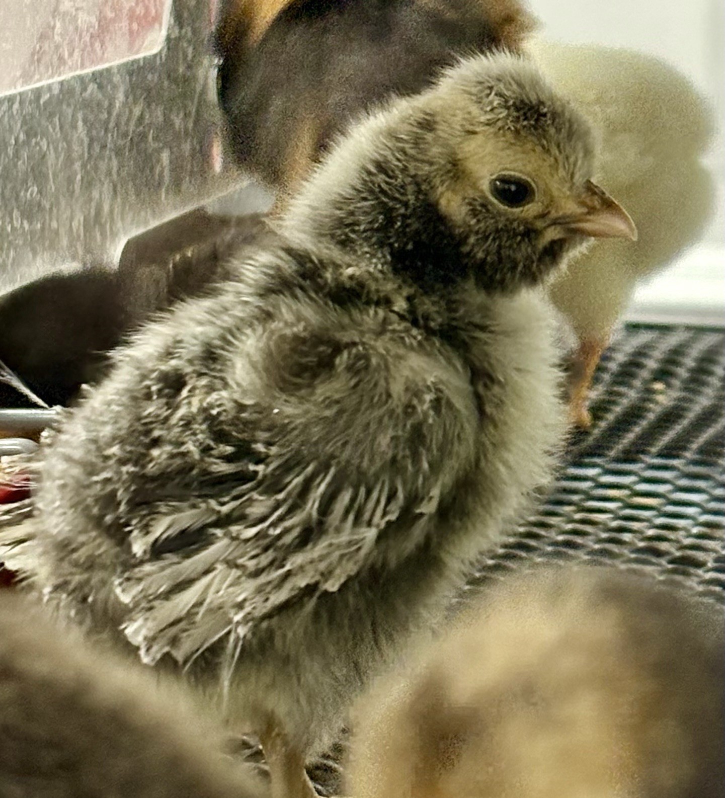 12 TOTAL -pure silver Laced Polish Eggs