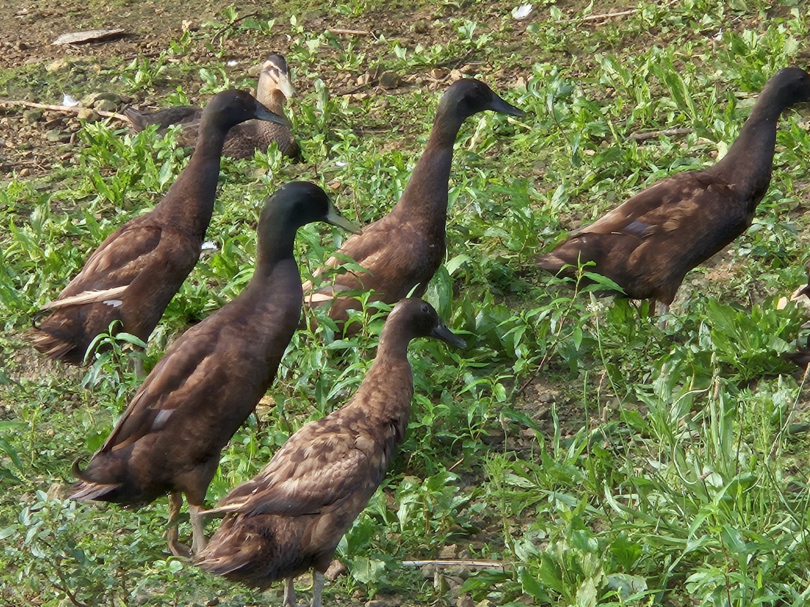 10+2 Chocolate Runner Duck Hatching Eggs