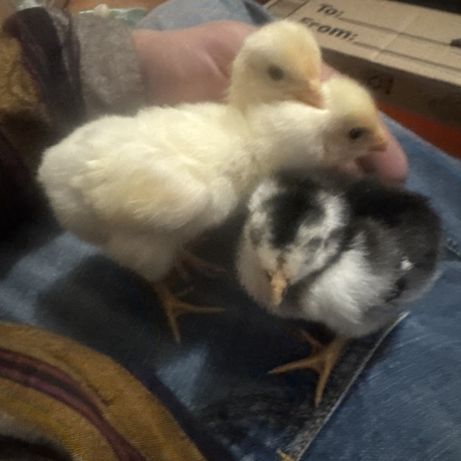 12 Giant Chicks Hatching Eggs- Indio Gigante Chicken Roo X F1 BYM •Free Shipping