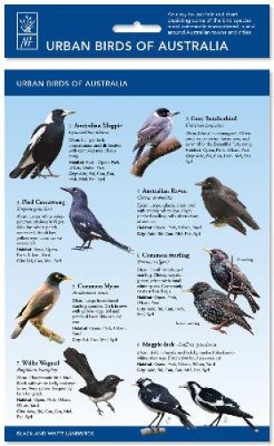 Urban Birds of Australia: Fold-out ID card covering 65 birds of towns and cities