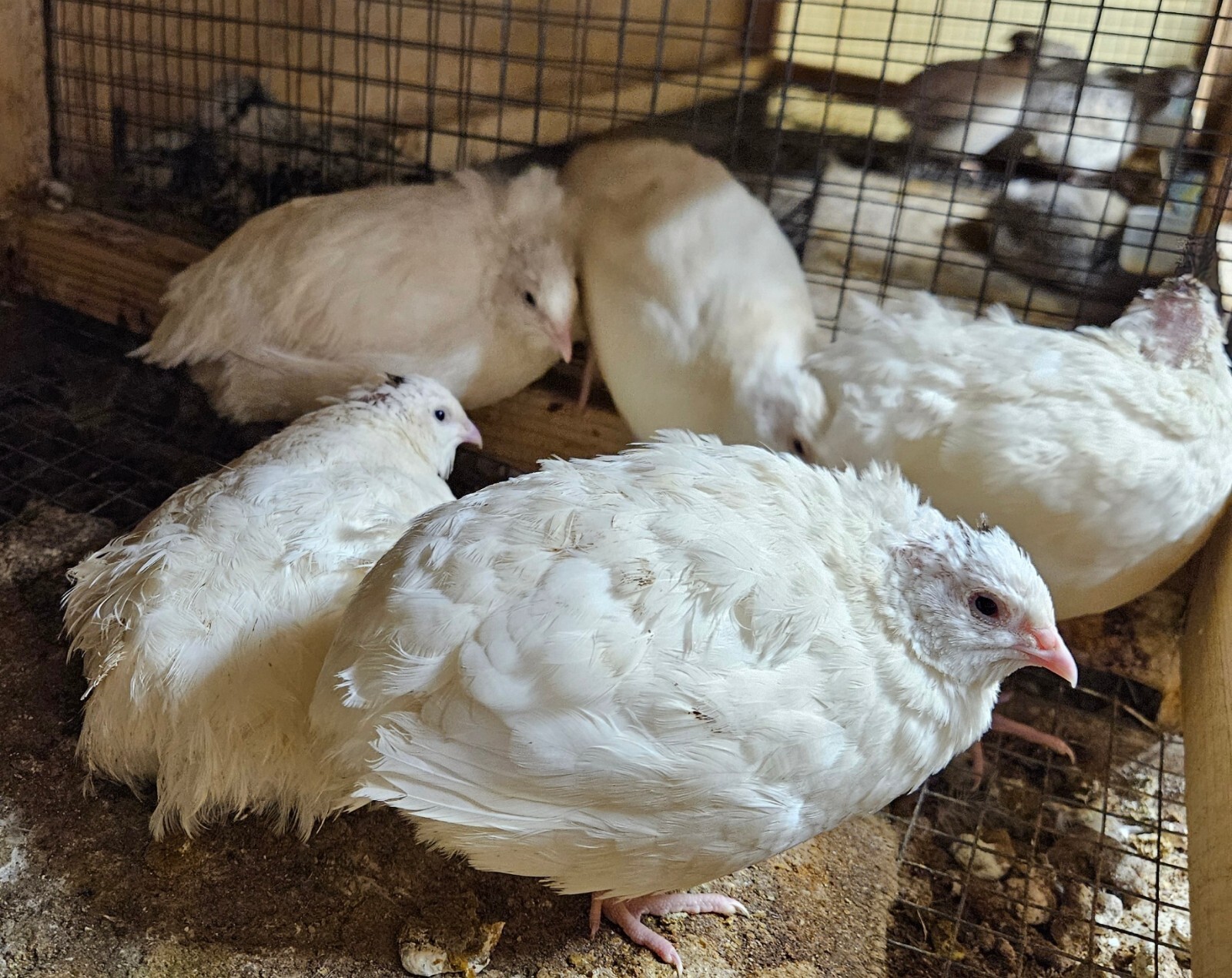 Quail Coturnix  12+ White Quail Hatching Eggs