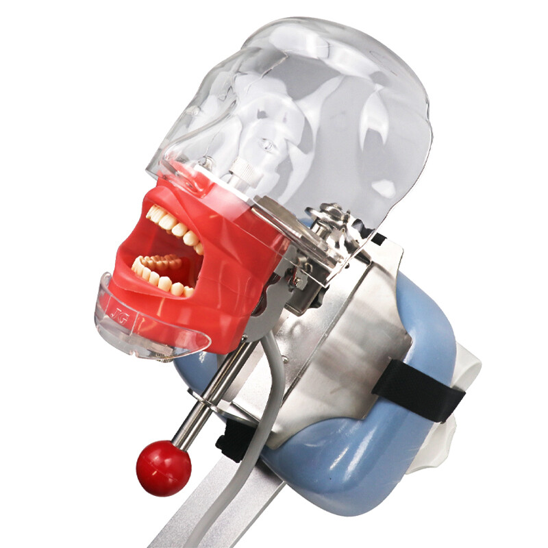 Dental Manikin Phantom Head Model Training Simulator Installed on Chair Headrest
