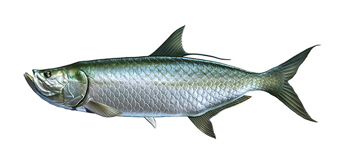Tarpon Fish Sticker Fishing Boat Kayak Laptop Car Vehicle Window Bumper Decal