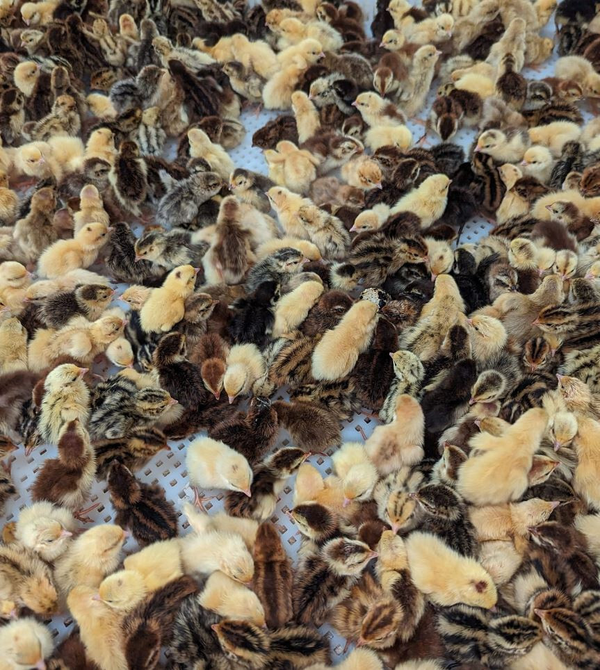300 ++ Rainbow Coturnix Quail Hatching Eggs NPIP