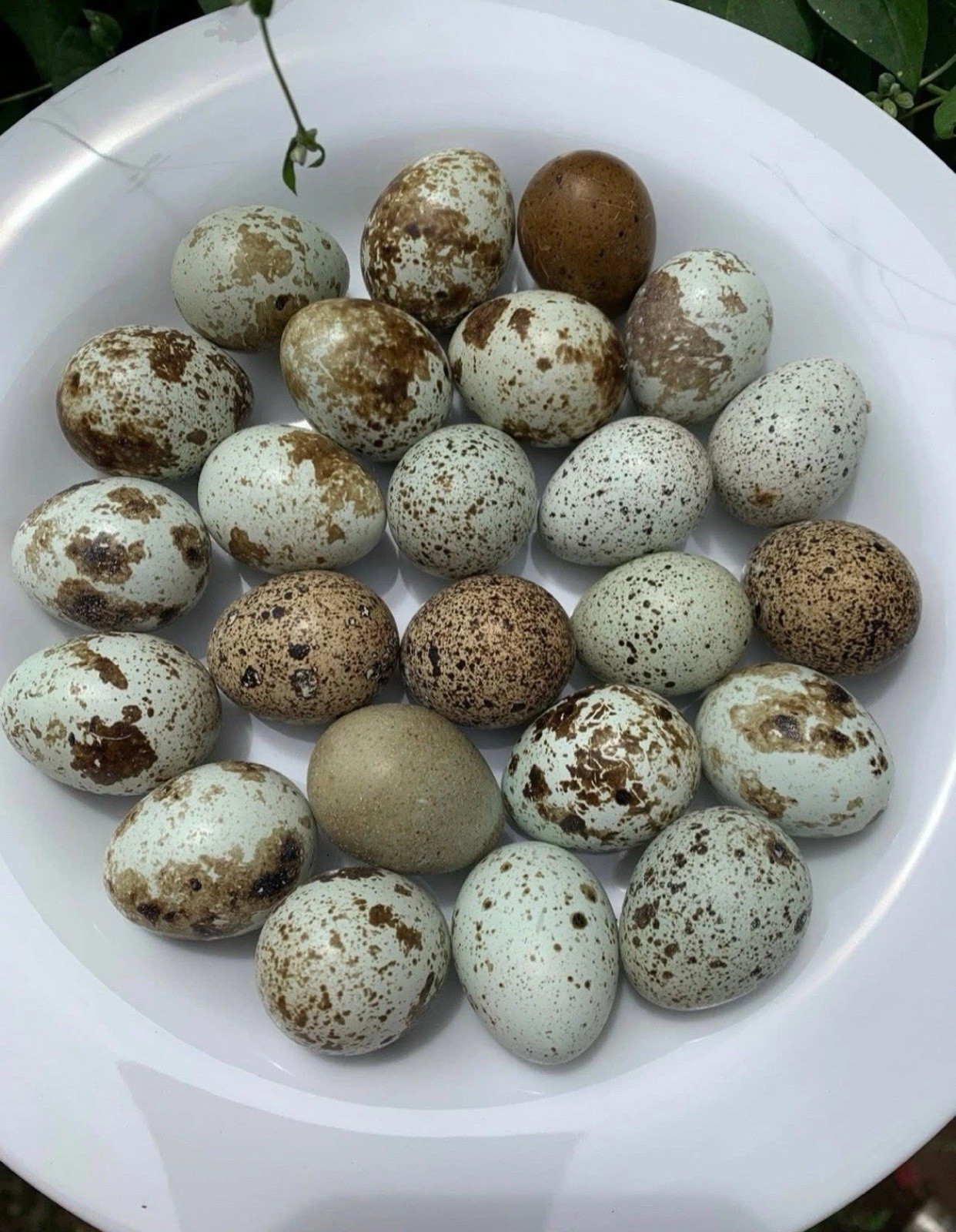 7+ Exotic Colors Coturnix Quail Eggs **Quick Shipping**