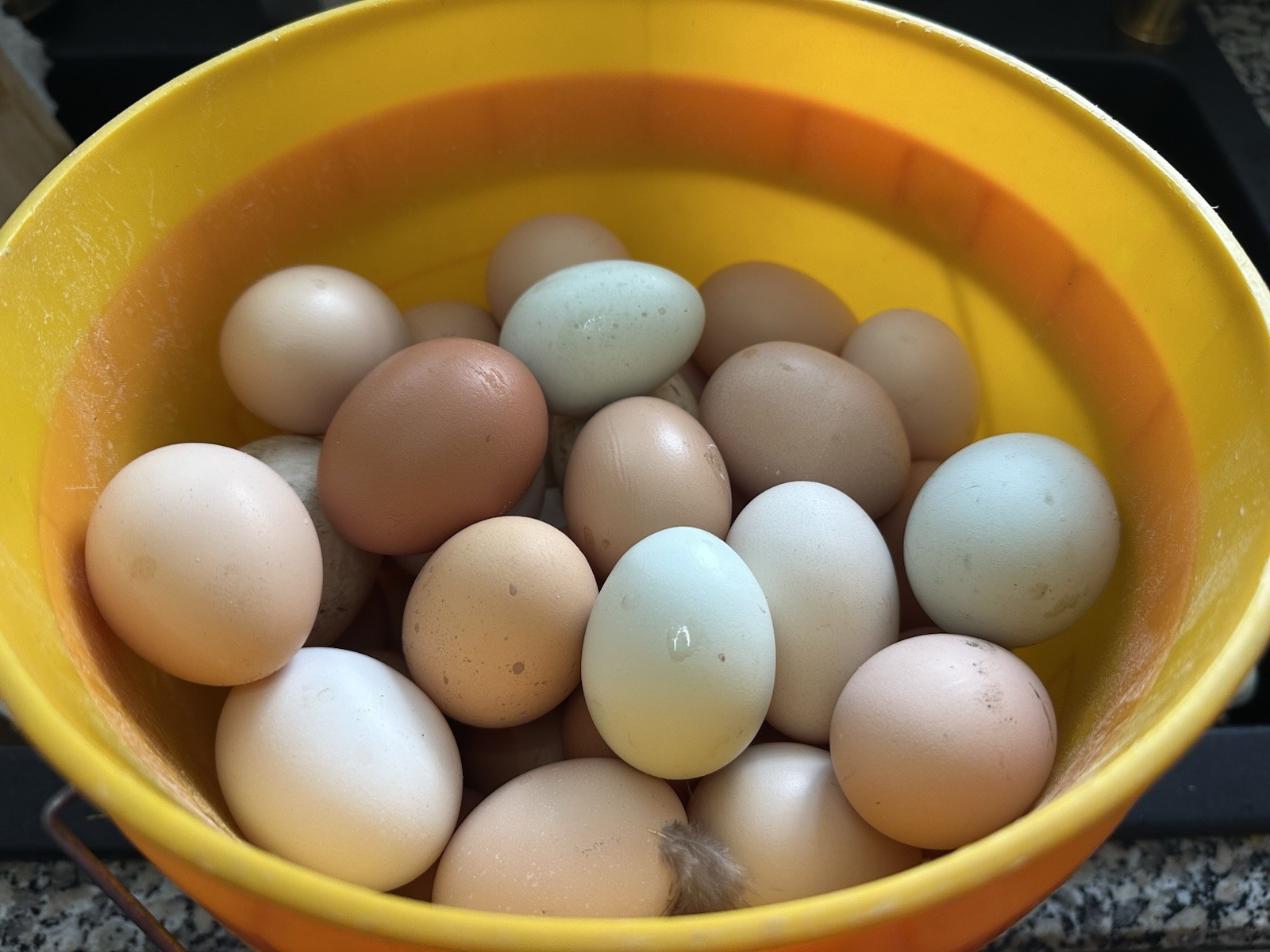 16+ Breeds Chicken Fertile Hatching Eggs, (12) 🐣 fertilized hatching eggs ❤️