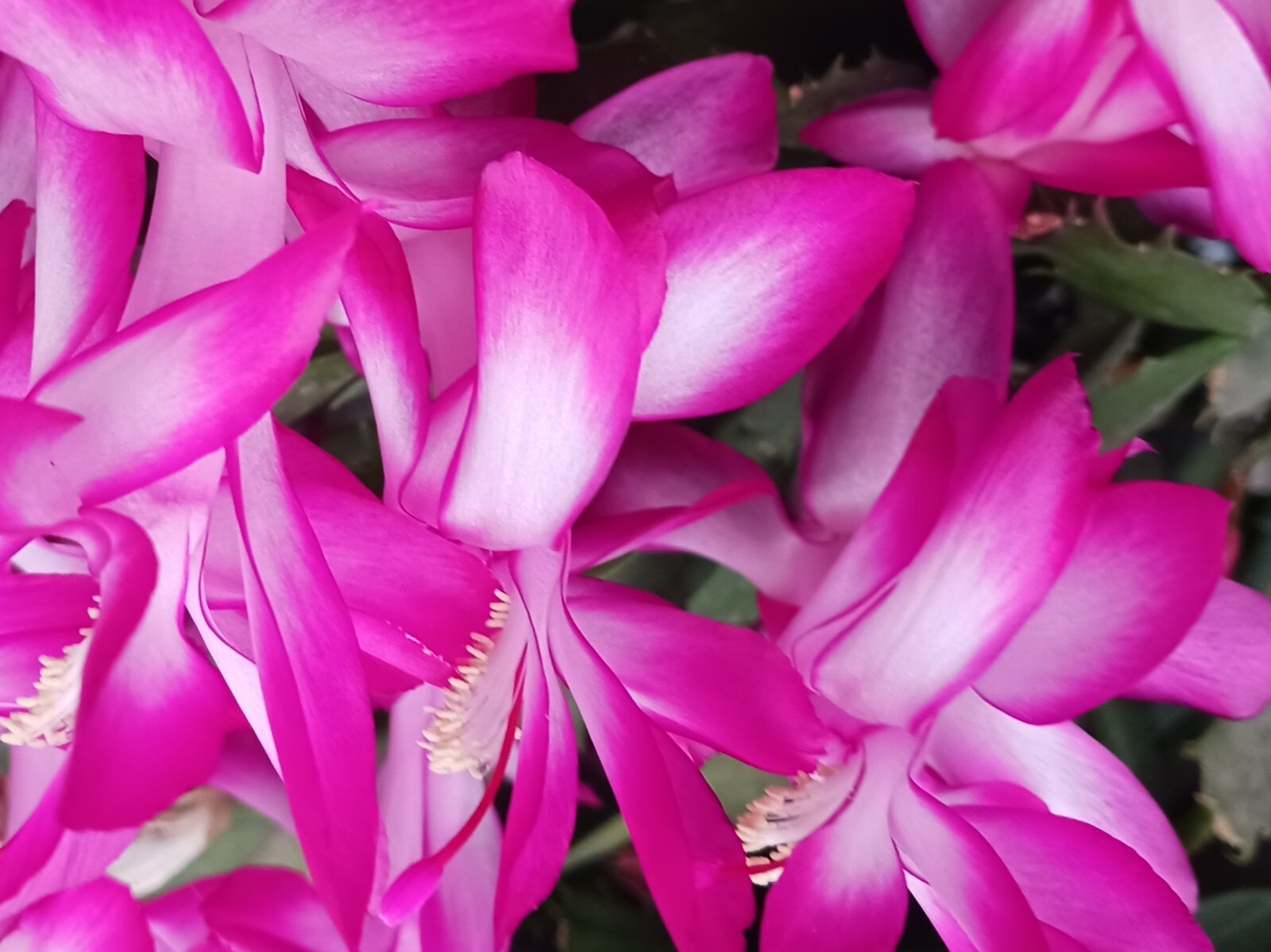 3 Inch Magenta Thanksgiving Christmas Cactus Rooted Plant in 2" Pot NOT CUTTINGS
