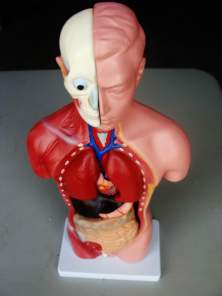 Model Anatomy Professional Medical Male Torso 13 Parts 42cm 17" IT-032 ARTMED