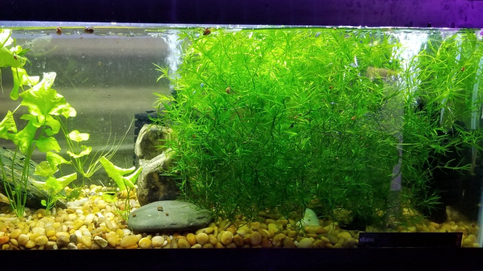 Guppy Grass – Floating Aquarium Plant – Buy 2 Get 1 Free – Natural Fry Cover