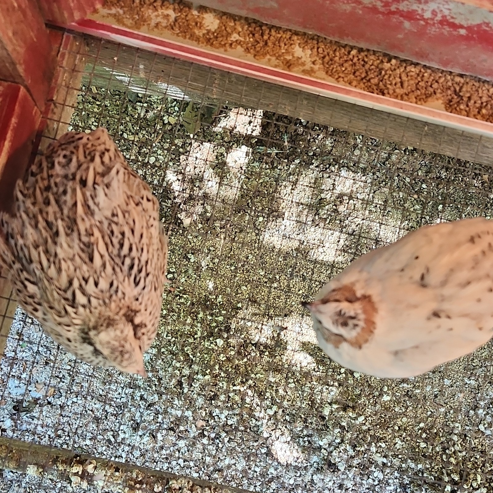 Quail hatching eggs, Pearl Fee And Cinnamon 10 +