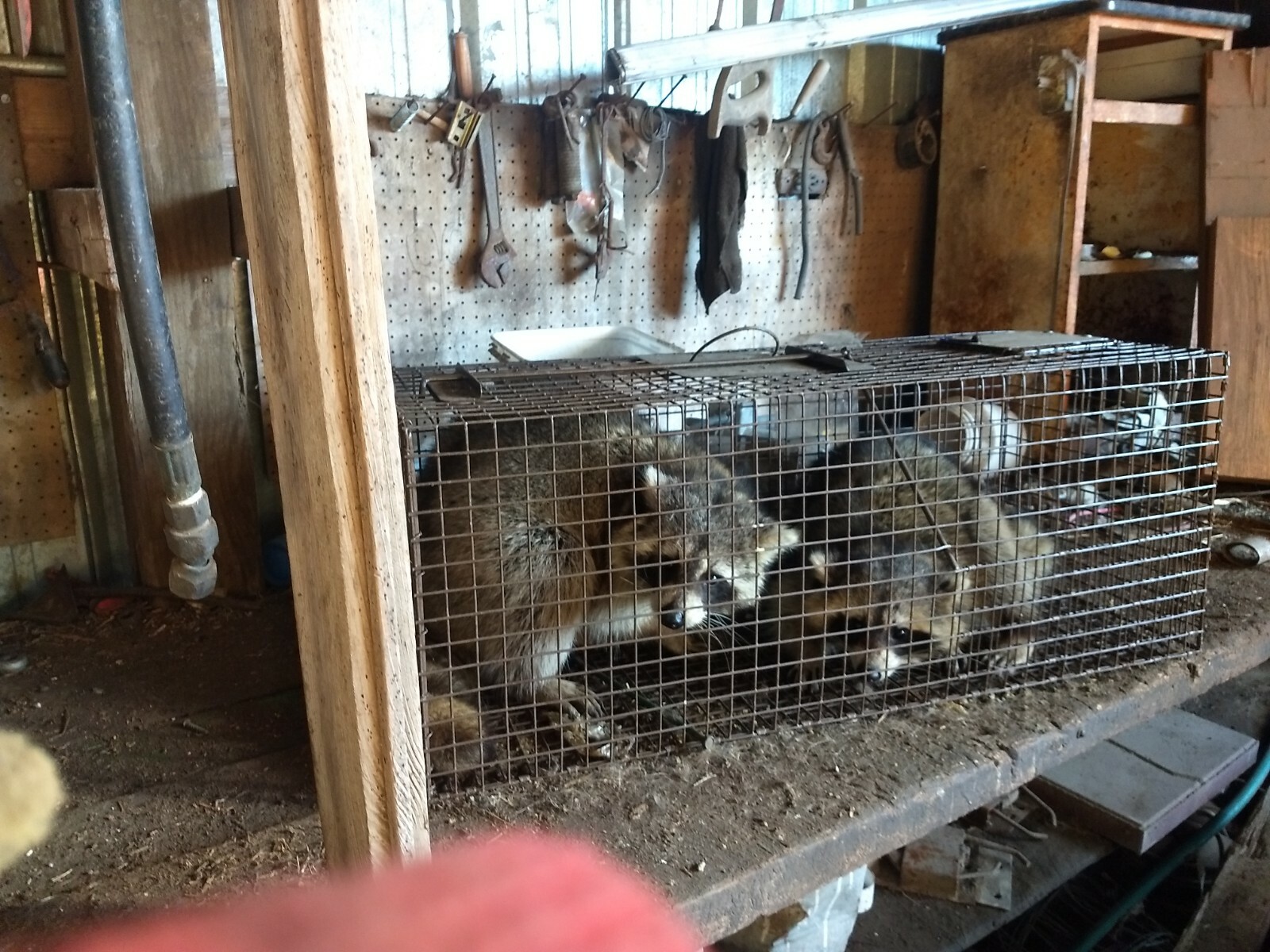 LIVE CAGE TRAP GREAT FOR RACCOON-OPOSSUM-BOBCAT-ARMADILLO-FOX. MADE IN USA ZTRAP
