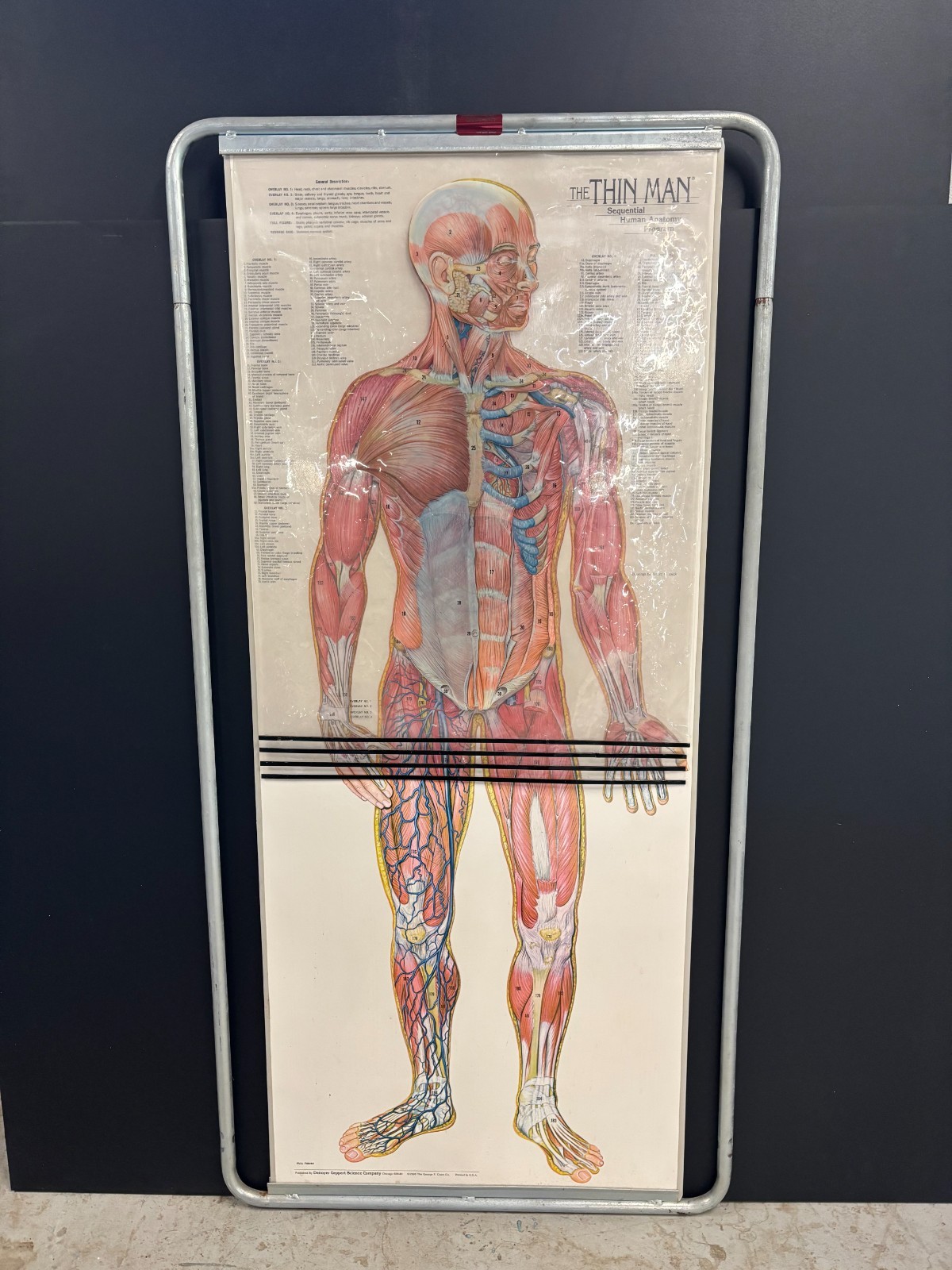 Anatomical Flip Chart  Vintage Denoyer Geppert Skeletal/Nervous System Thin Man