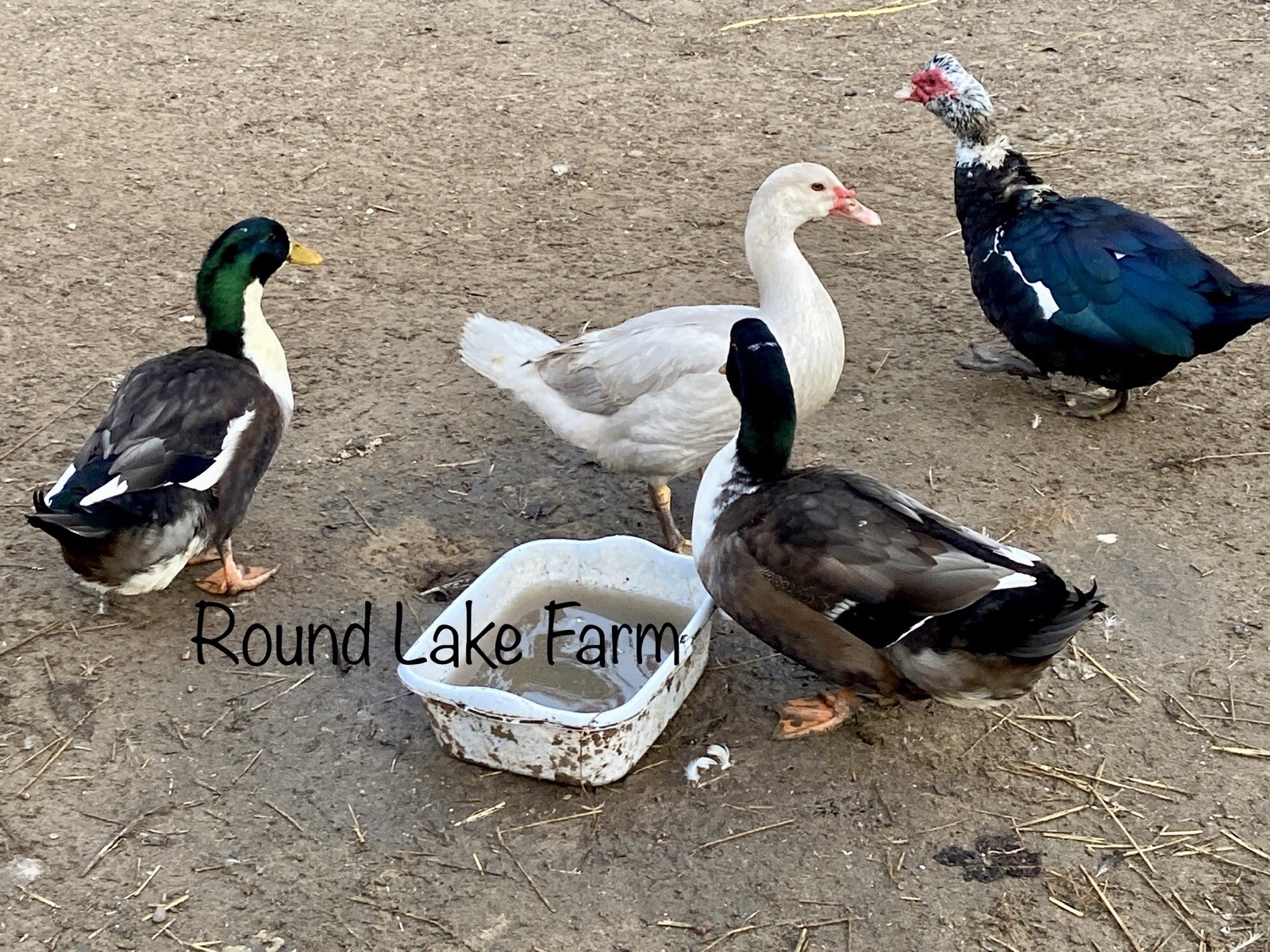 3+ Fertile Duck Hatching Eggs Barnyard Mix