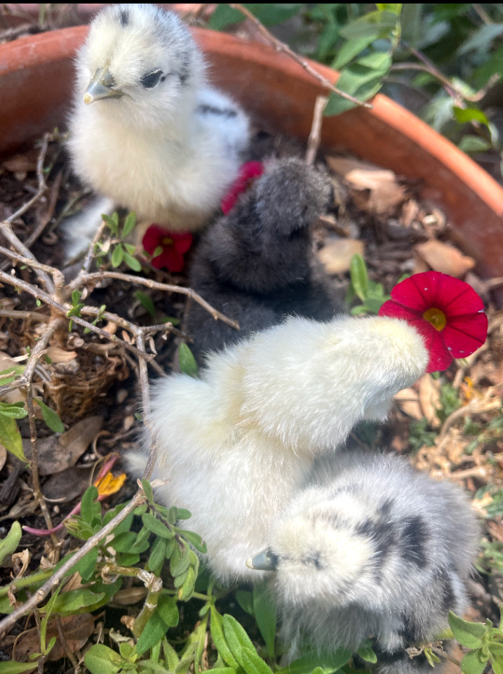 6 Fertilized Silkie Chicken Eggs – Farm Fresh Free Range – Small Batch – Clean