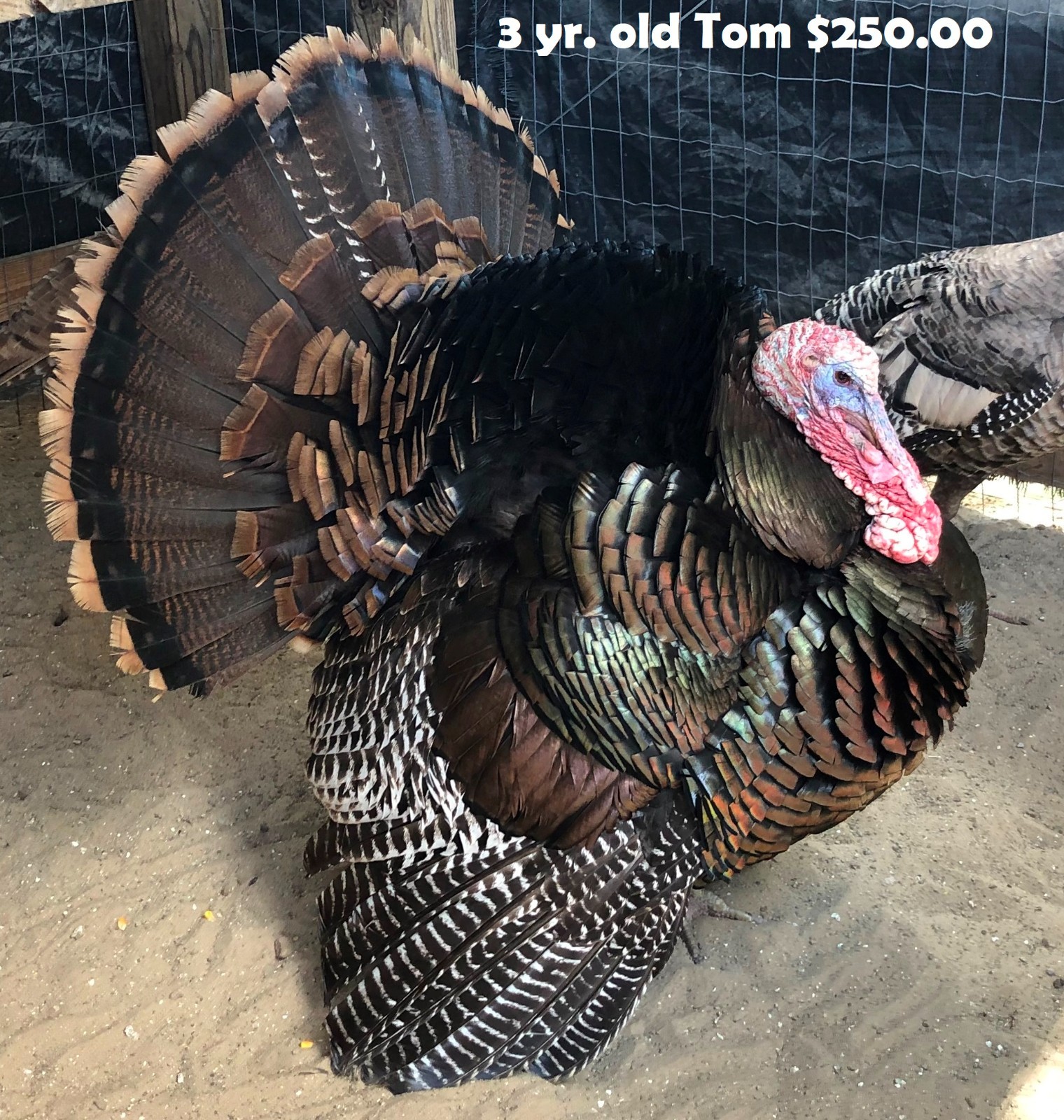 Turkey Hatching Eggs (One Dozen)