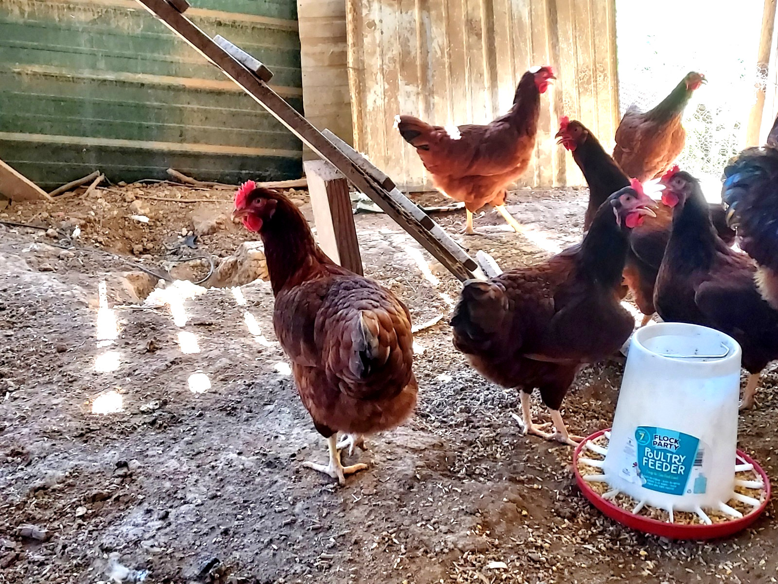 18 Purebred Rhode Island Red Chicken Fertile Hatching Eggs