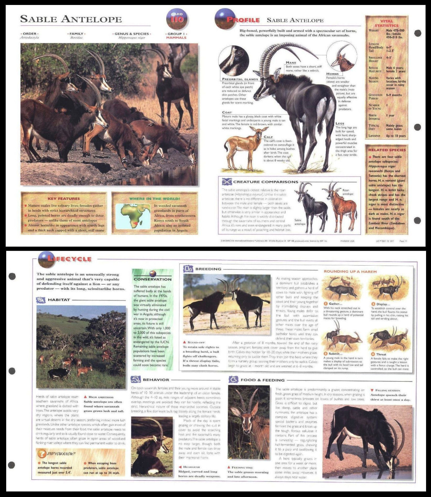 Fold-Out Sheet - Sable Antelope - 110