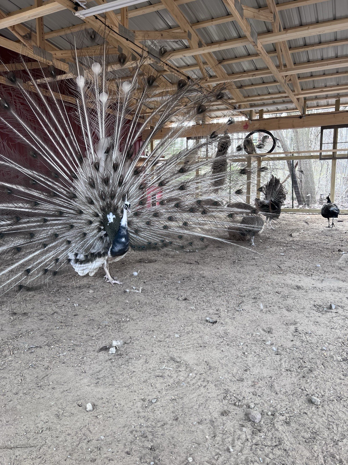 🦚 5 Peacock Peafowl Hatching Eggs 🦚 READ DESCRIPTION