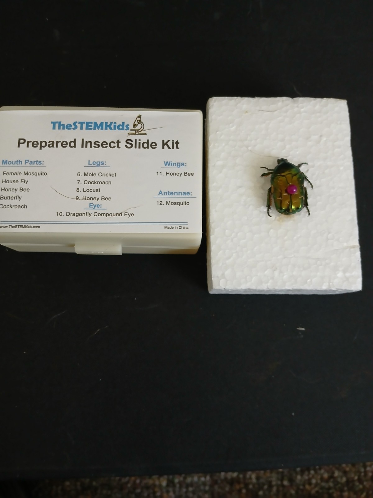 TheStem Kids Prepared Insect Slide Kit