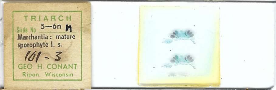 Marchantia sp. Mature Sporophyte l.s. Microscope Slide by Geo. H. Conant