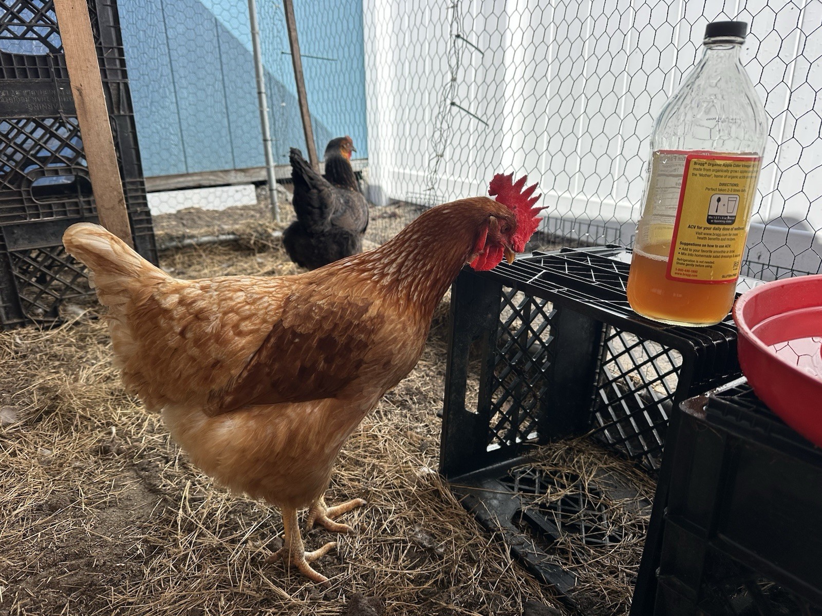 16+ Breeds Chicken Fertile Hatching Eggs, (12) 🐣 fertilized hatching eggs ❤️