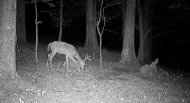 Tag-Out Deer Mineral