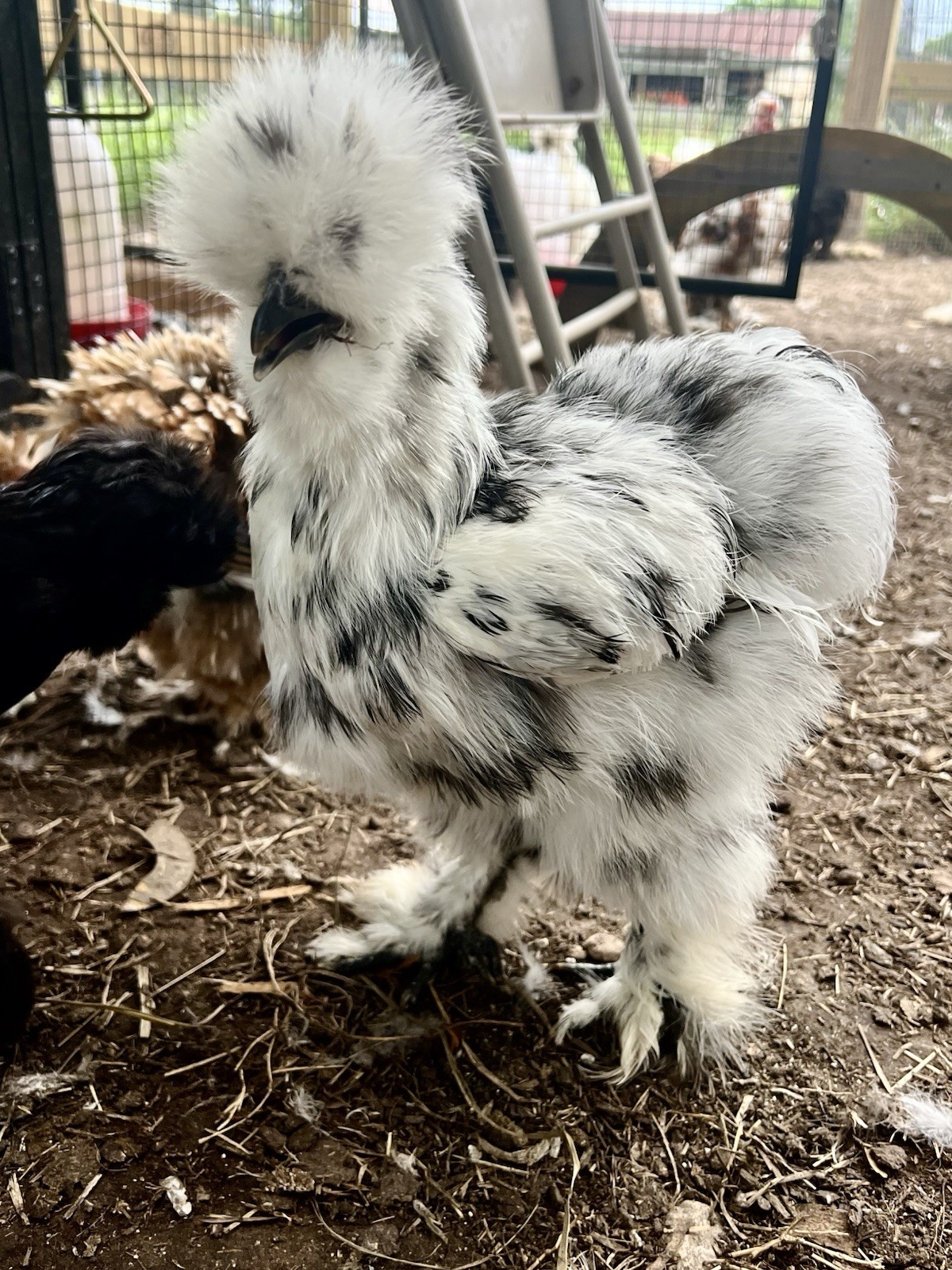 6+ Bearded Paint Silkie Hatching Eggs NPIP Certified Flock