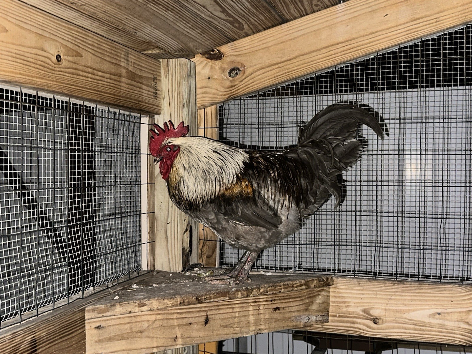 16+ Breeds Chicken Fertile Hatching Eggs, (12) 🐣 fertilized hatching eggs ❤️
