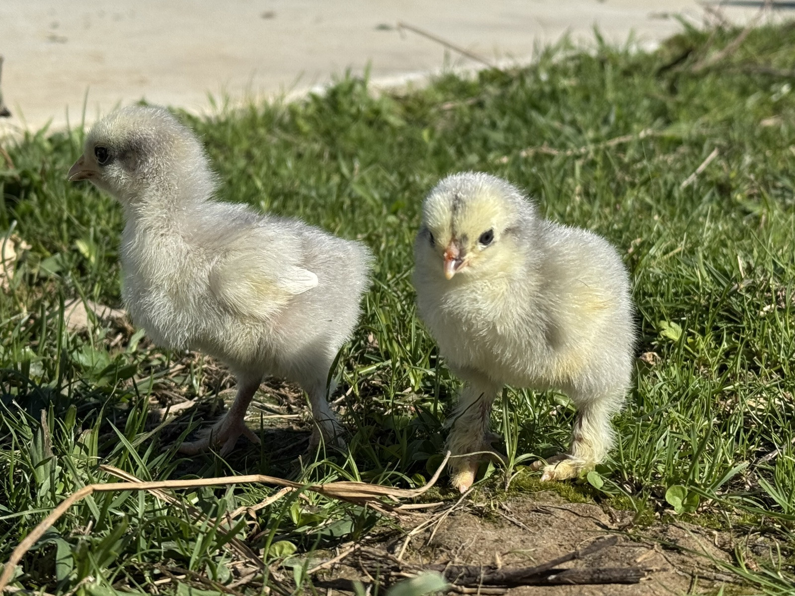 1 Lavender or Isabel Brahma Hatching Egg