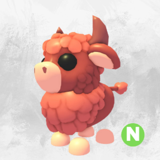 Summer Festival | N Angus Bull | Adopt From