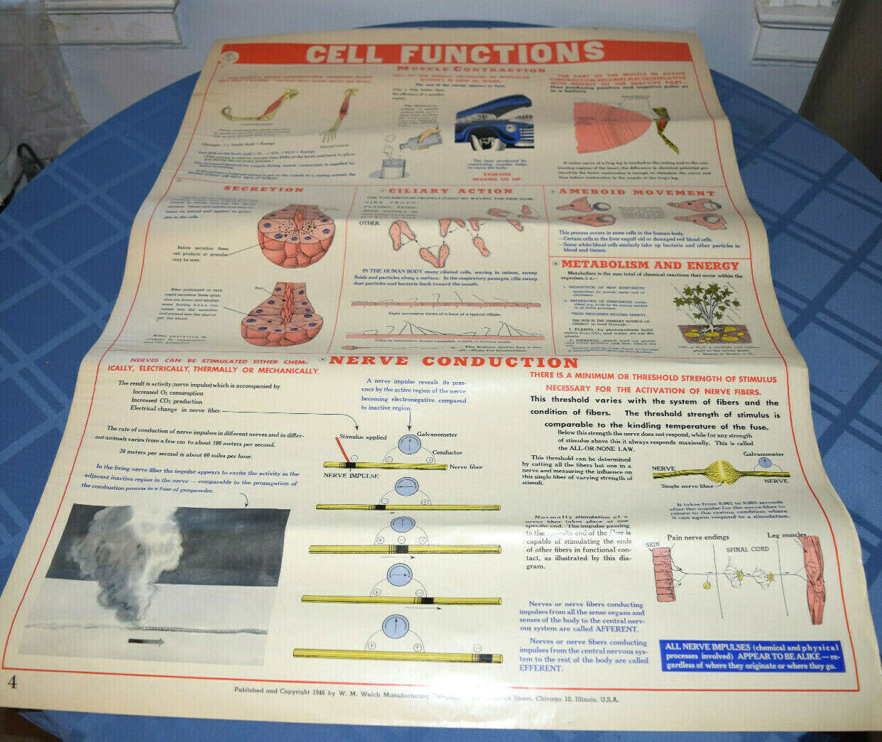 Large Vintage 1946 Welch Science School Classroom Poster Cell Functions 41x28.5