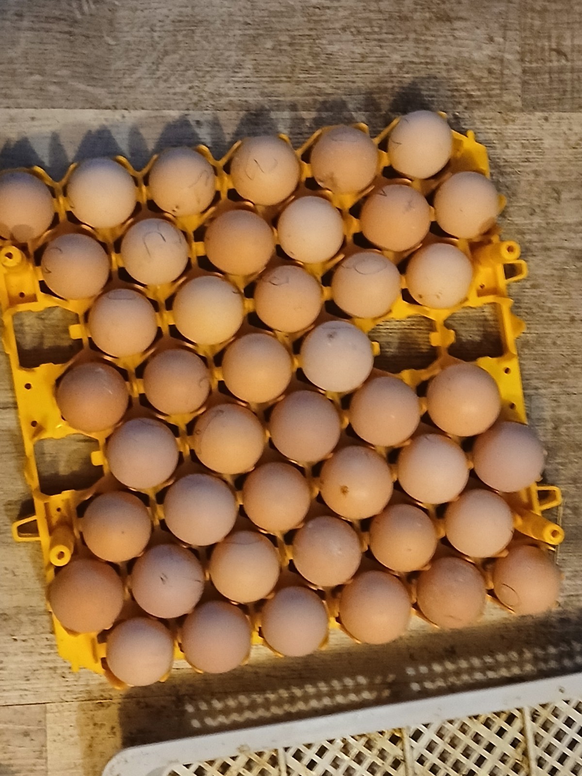 Brown Leghorn Hatching Eggs
