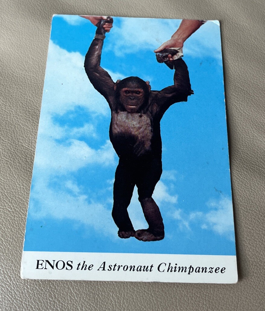 ENOS THE ASTRONAUT CHIMPANZEE Returned Safely After SPACE Voyage POSTCARD  NASA